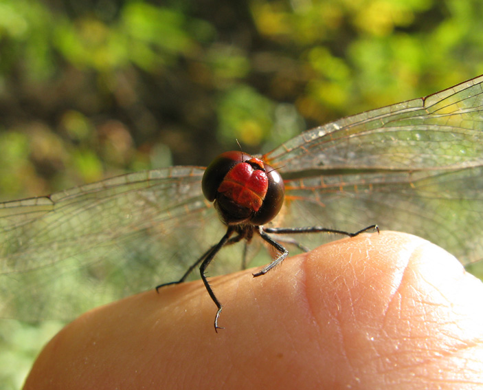 Fotografare le libellule
